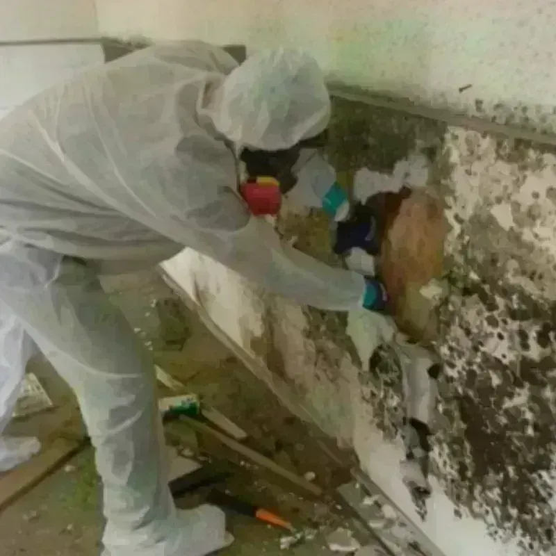 Mold Remediation and Removal in Rosemount, MN